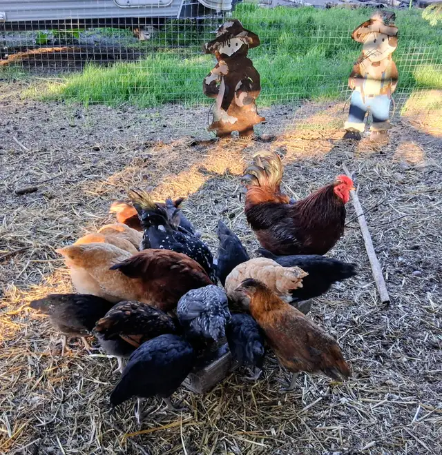 Layer Chicks & Chickens489072028088412168