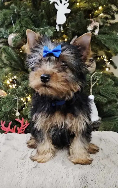CKC REGISTERED YORKSHIRE TERRIER, View more