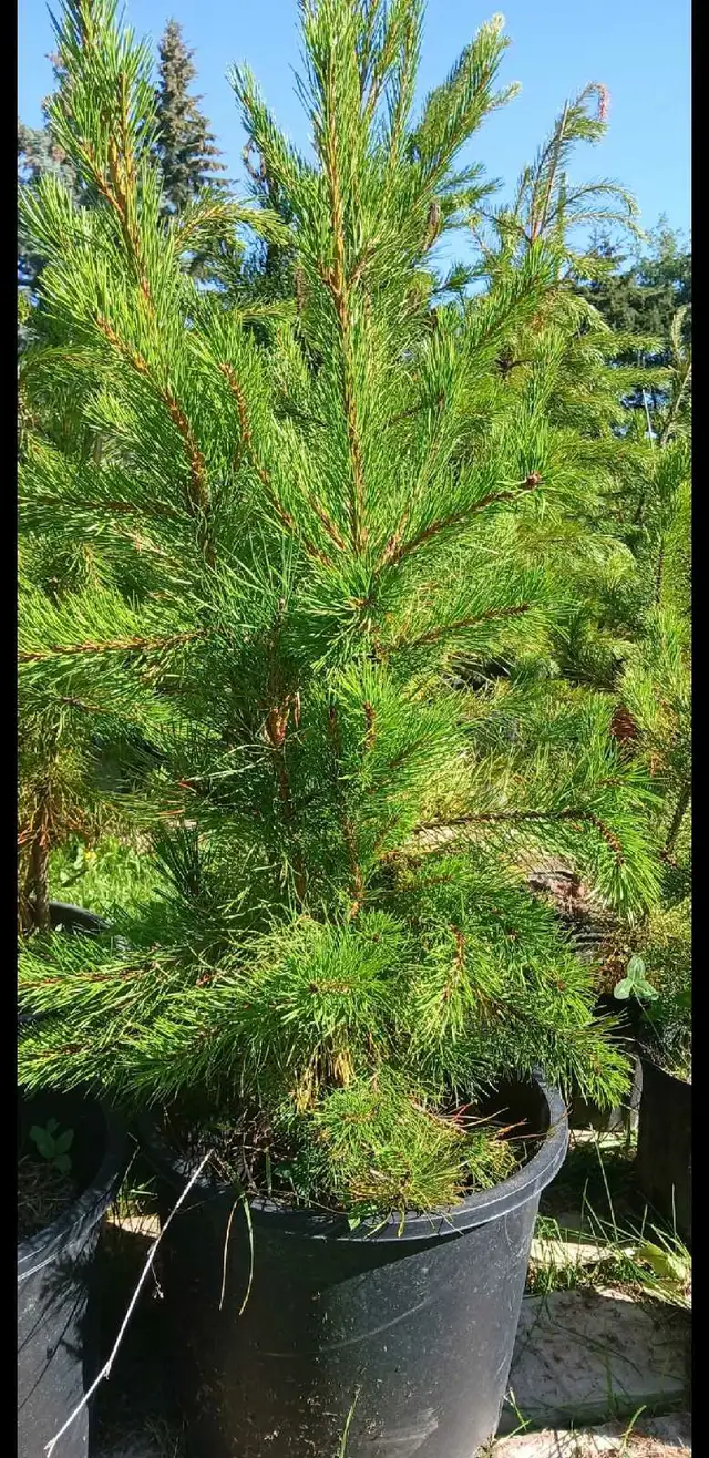8ft lodgepole pine fall season sale in Plants, Fertilizer & Soil in Edmonton - Image 2