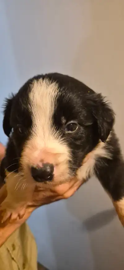Border Collie Puppies for Sale, View more