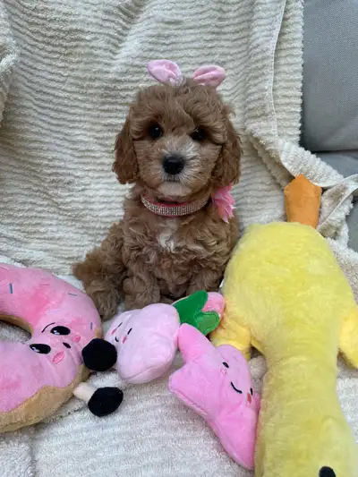 Cockapoo Puppies, View more