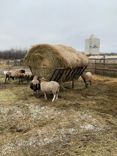 Hay feeders, small animal head gates for sale. Small wall feeder-45 Large wall feeder-65 Self standi...