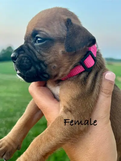 Purebred Boxer Puppies, View more