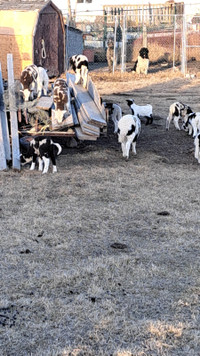 Jacob lambs for sale
