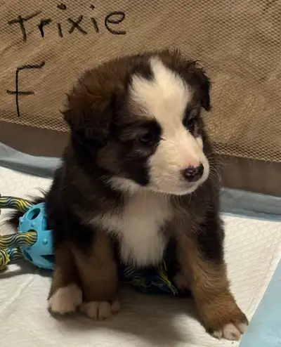 Australian German Shepherd Puppies, View more