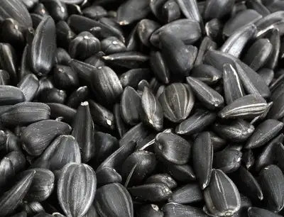 BLACK OIL SUNFLOWERS FOR SALE, View more
