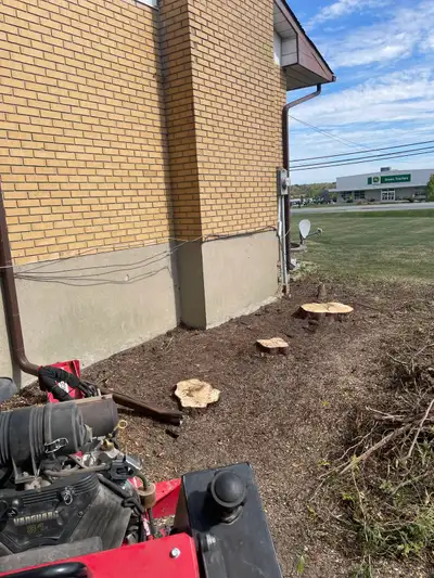Stump grinding and tree removal call text or pm 6️⃣1️⃣3️⃣ 3️⃣2️⃣8️⃣ 8️⃣6️⃣5️⃣0️⃣ Kingston Napanee be...
