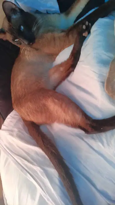 MALE SIAMESE NEED GONE TODAY , View more