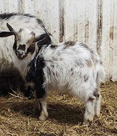 Nigerian Dwarf Buckling, View more