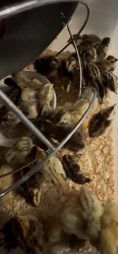 Jumbo Coturnix quail, View more