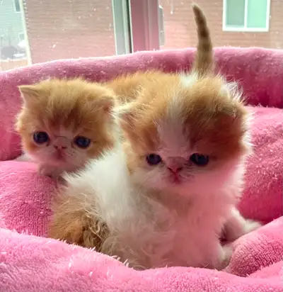 OCEANPURRLS  PERSIAN KITTENS SHOW EXOTIC SHORTHAIRS AND LONG S, View more