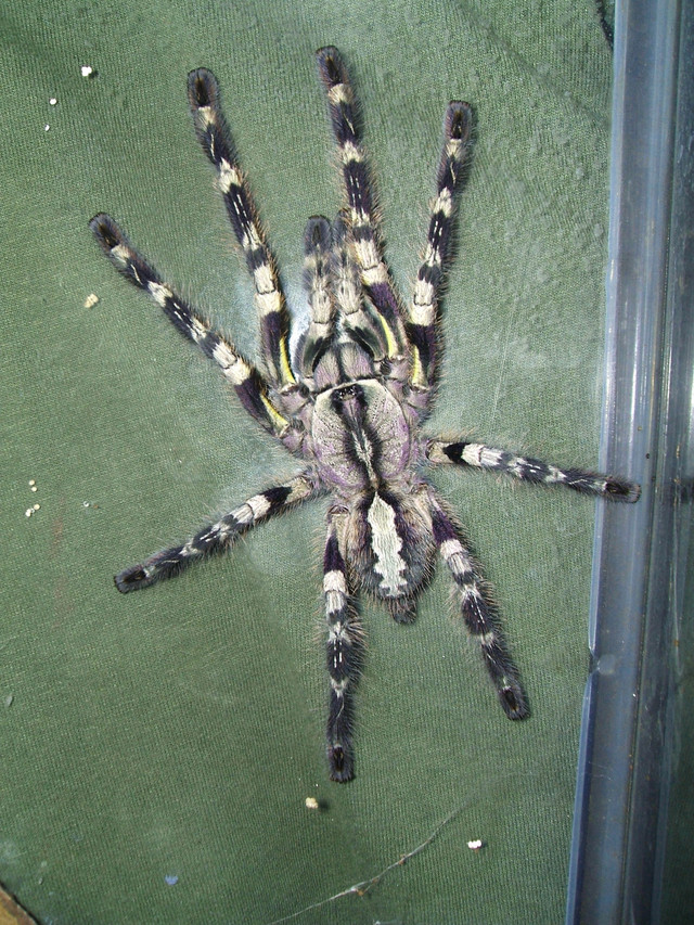 Indian ornamental tarantula  in Reptiles & Amphibians for Rehoming in Kingston