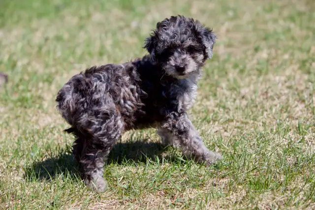 Mini Aussiedoodle F1b  merles in Dogs & Puppies for Rehoming in Drummondville - Image 9