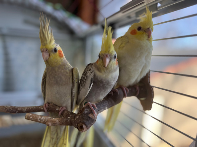 Cockatiels ready for new homes  in Birds for Rehoming in Peterborough - Image 3
