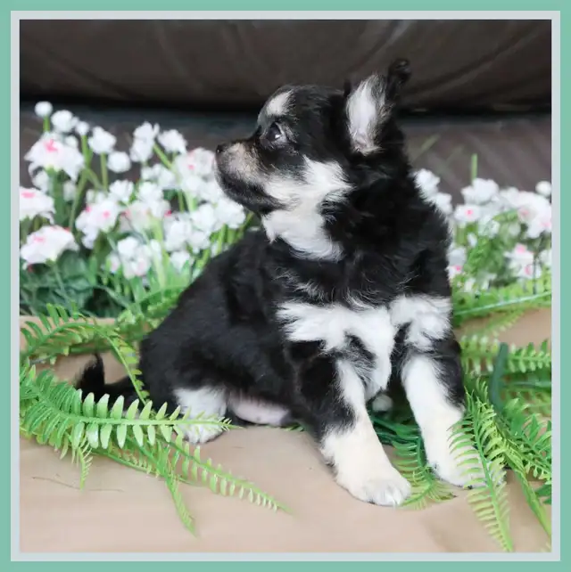 Very Fancy- White, Black tri, Blue tri, white  Chihuahua puppie in Dogs & Puppies for Rehoming in City of Toronto - Image 3