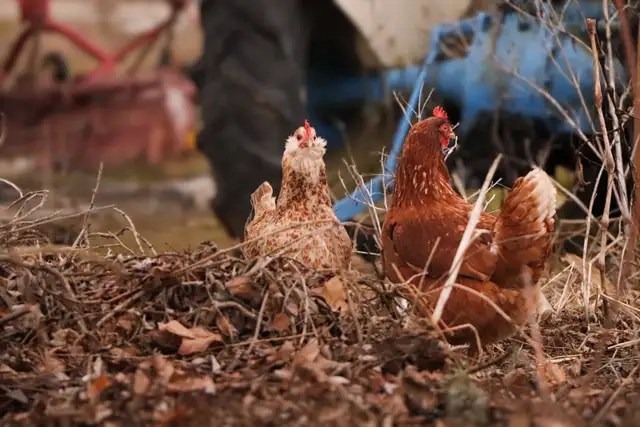 We Offer A Forever Home For Livestock in Livestock in Hamilton - Image 5