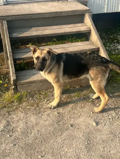 4 month old German shepherd puppies 4 males available no females. Have their first shots