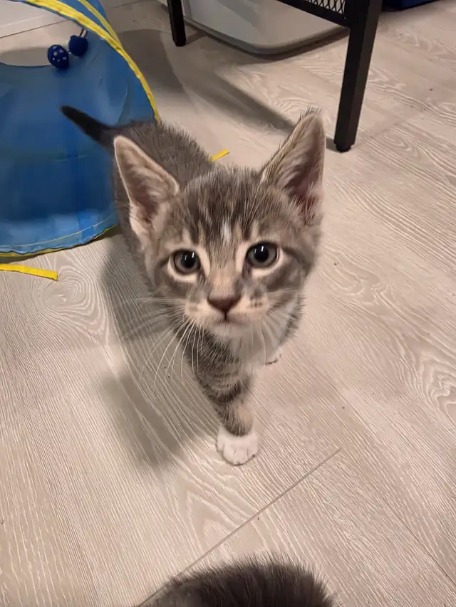 1 male kitten for sale. in Cats & Kittens for Rehoming in Victoria - Image 6