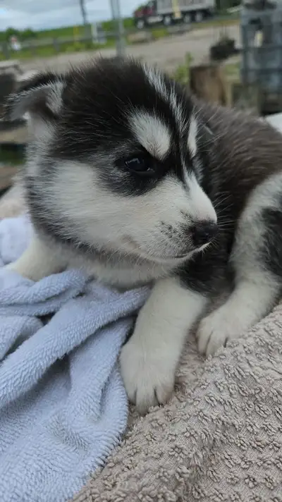 purebred Siberian Husky puppies , View more