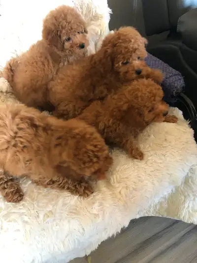 4 red Toy Poodle puppies, View more