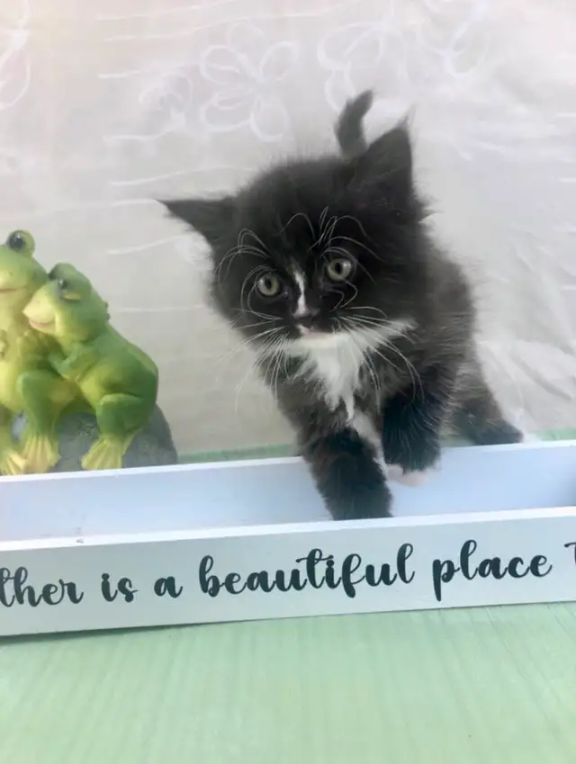 Maine Coon Sweetheart for Sale to Good Home