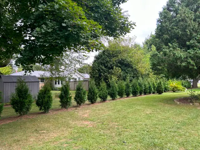 Ontario Grown Trees in Plants, Fertilizer & Soil in Chatham-Kent - Image 7