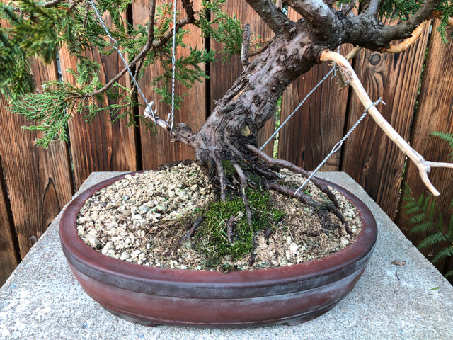 Juniper bonsai dans Plantes, engrais et terreaux  à Ville de Montréal - Image 2