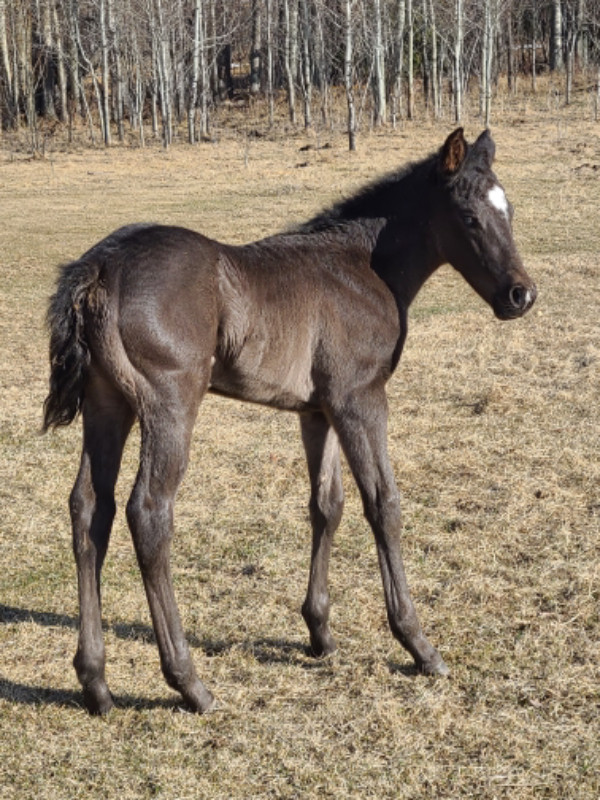 2024 CANADIAN QUARTERHORSE CROSS FILLY in Horses & Ponies for Rehoming in Edmonton - Image 2