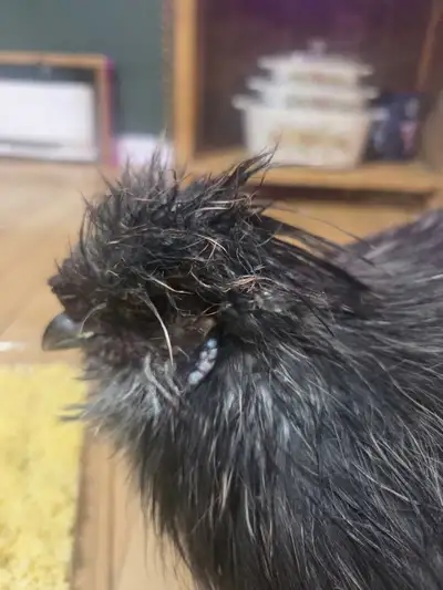 Coq de soie (soyeux) gris, View more