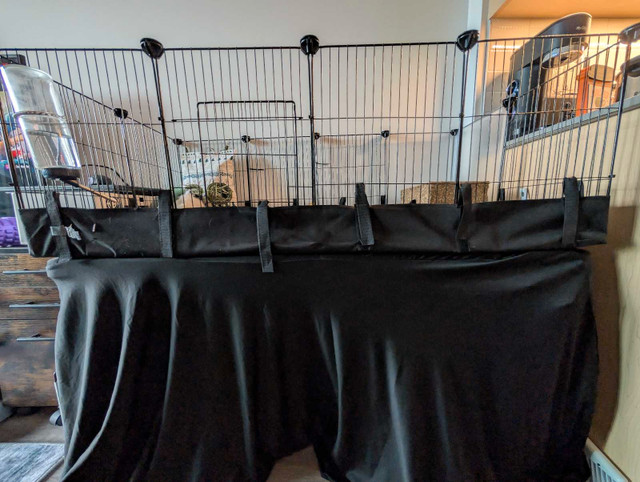 Guinea pig with cage, table, and accessories in Small Animals for Rehoming in Hamilton - Image 2