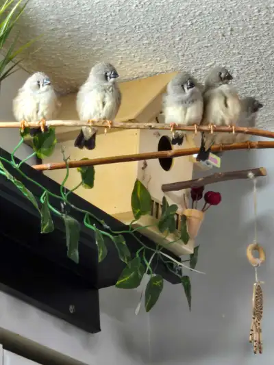 BABY ZEBRA FINCH, View more