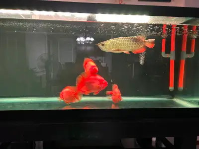 Golden Premium Arowana, View more