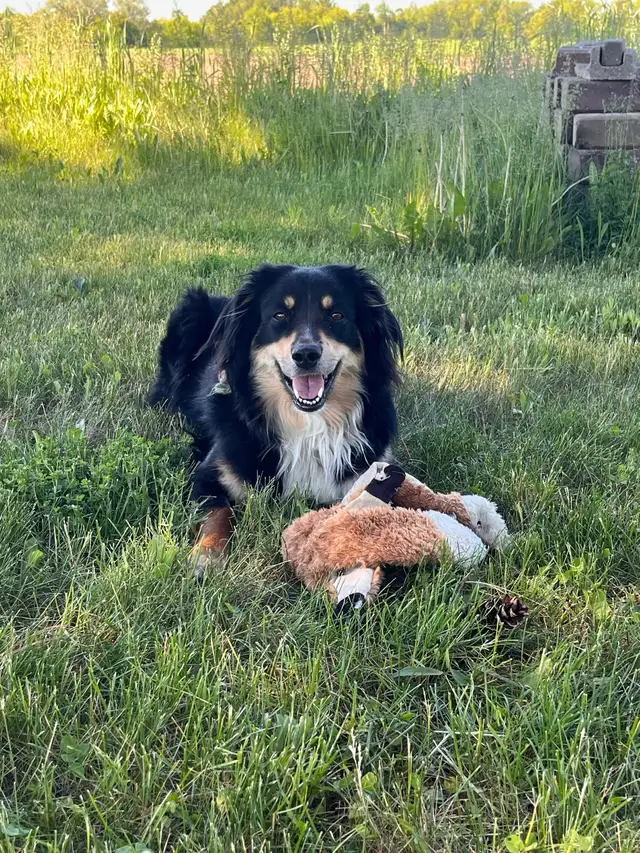 female-tri-colour-australian-shepherd-dogs-puppies-for-rehoming