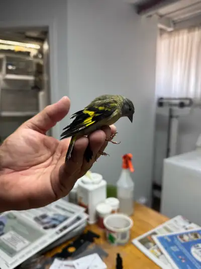 black hoaded Siskin, View more