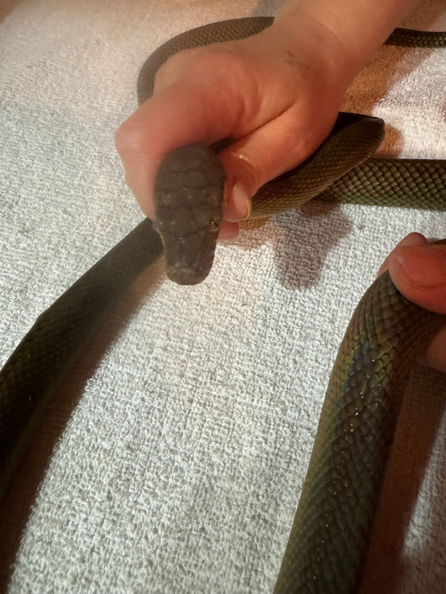  Merauke Scrub pythons dans Reptiles et amphibiens à adopter  à Ville de Montréal