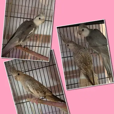 Breeding Pair of Cockatiels, View more