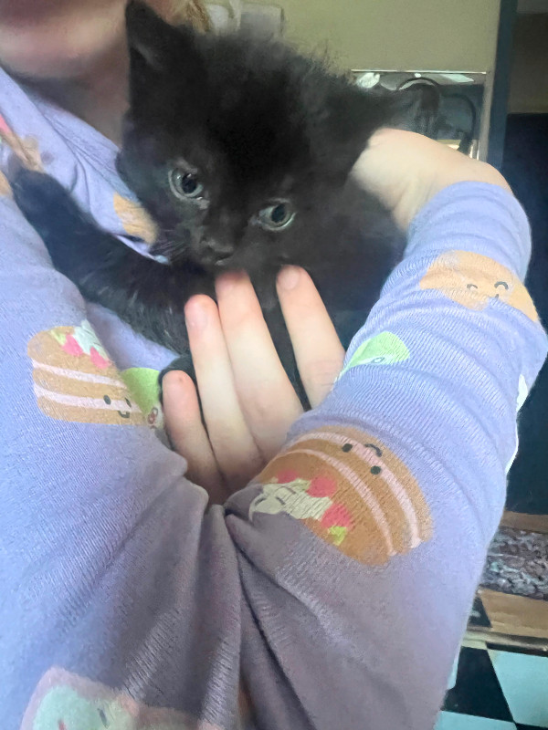 Beautiful black kittens, ready to go home ) Cats & Kittens for