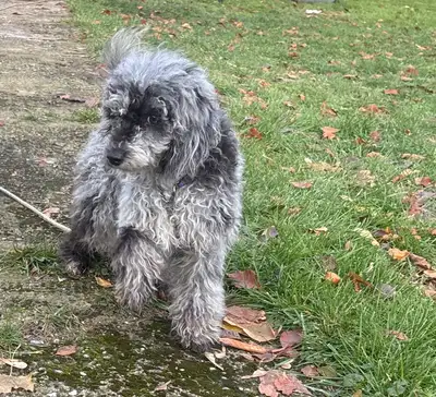 Mini blue Merle Poodle, View more