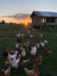 Laying hens 