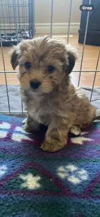 Morkie Puppies  Friendly Affection playful Hypo-Allergic  loving