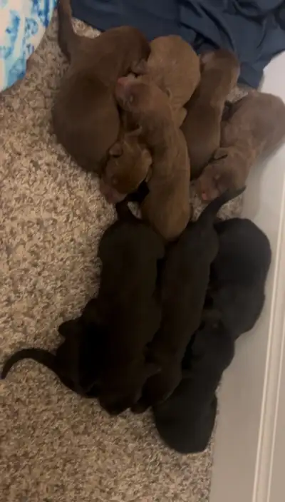 purebred European Dobermann puppies, View more