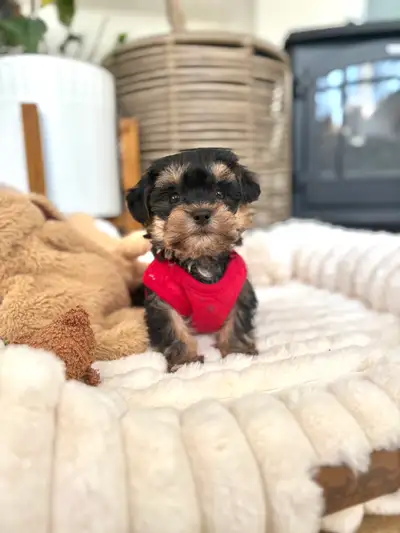 Tiny Morkie puppies, View more