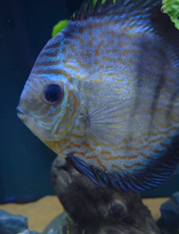 Large female discus fish