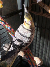 Handsome Male cockatiel (SPPU)