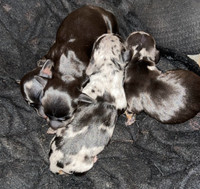 Dapple miniature dachshunds