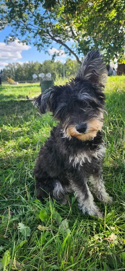My parents beloved dog has gone missing and due to the circumstances, we believe someone has her. He...