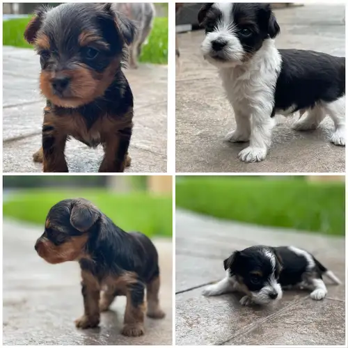 2 males and two females toy yorkies