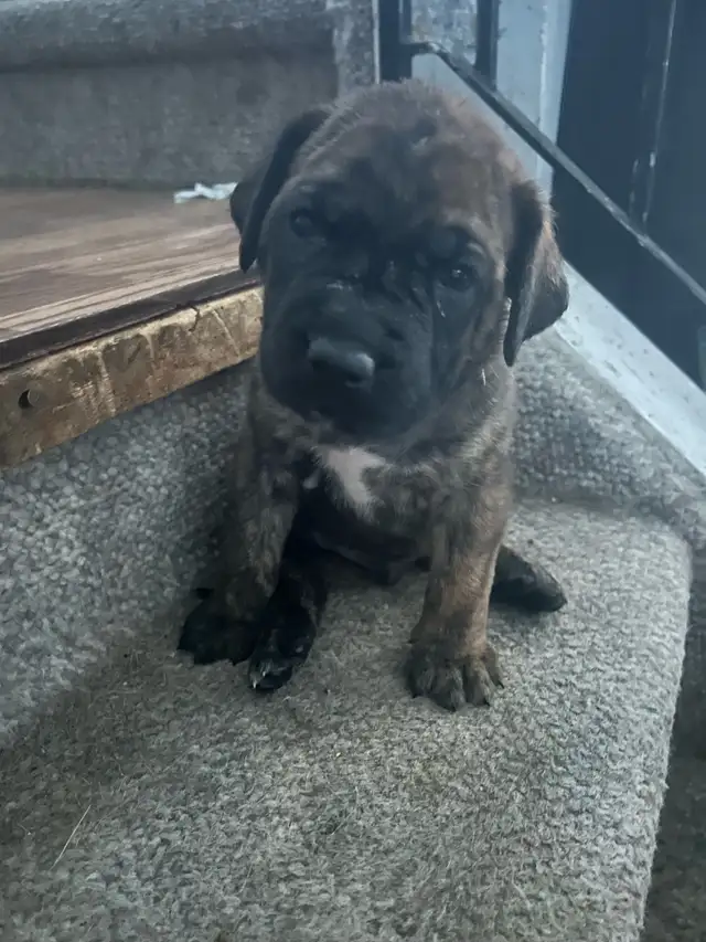 XXL - Cane Corso Puppies only a few left ! in Dogs & Puppies for Rehoming in Edmonton - Image 8