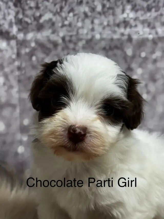 Havapoo (Havanese X Toy Poodle) Chocolates, Sables and Black in Dogs & Puppies for Rehoming in Edmonton - Image 4