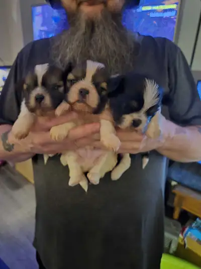 Shih Tzu Puppies , View more